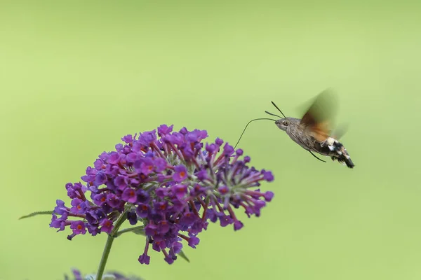 Ein Kolibri Falkenfalter Fliegt Über Eine Eisenkraut Blume — Stockfoto