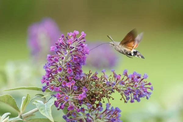 Bir Sinekkuşu Güvesi Verbena Çiçeğinin Üzerinde Uçuyor — Stok fotoğraf