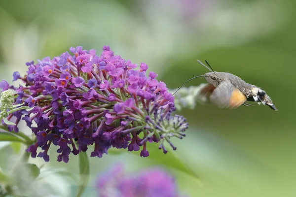 Ein Kolibri Falkenfalter Fliegt Über Eine Eisenkraut Blume — Stockfoto