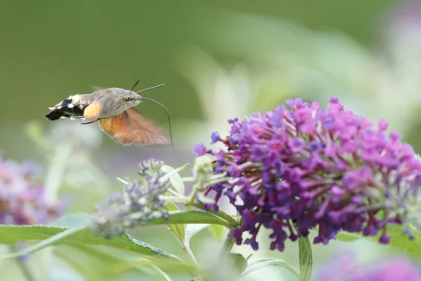 A hummingbird hawk moth flying above a verbena flower