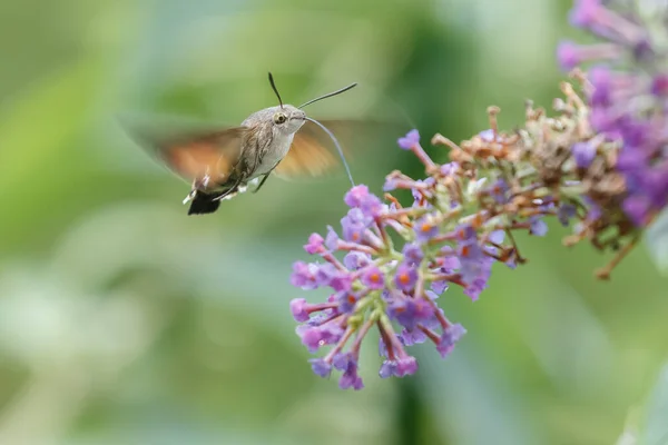 A hummingbird hawk moth flying above a verbena flower