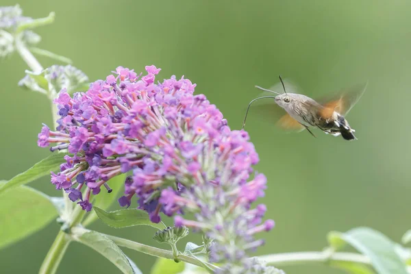 A hummingbird hawk moth flying above a verbena flower