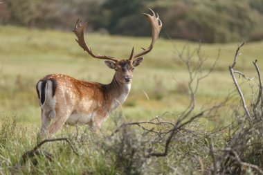 Azma mevsiminde düşen geyik, vahşilik kavramı.