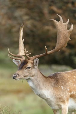 Azma mevsiminde düşen geyik, vahşilik kavramı.