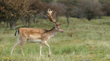 Azma mevsiminde düşen geyik, vahşilik kavramı.