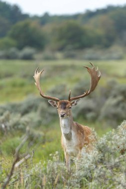 Azma mevsiminde düşen geyik, vahşilik kavramı.