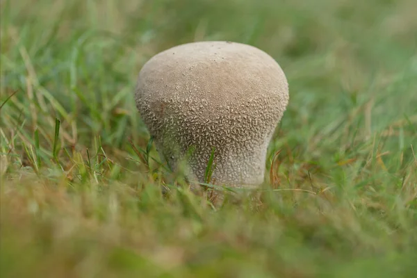 풀에서 자라는 버섯의 — 스톡 사진