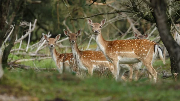 Cervos Pousio Durante Época Rutting Conceito Selvageria — Fotografia de Stock