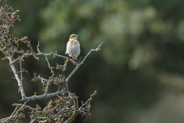 Dunnock Egy Szép Környezetben Éneklés Vadság Koncepció — Stock Fotó