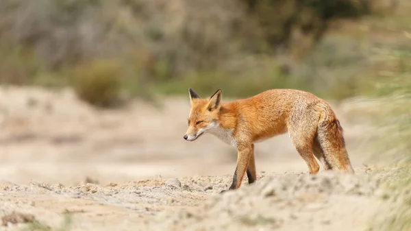 Red Fox Nature Springtime Wildness Concept — Stock Photo, Image