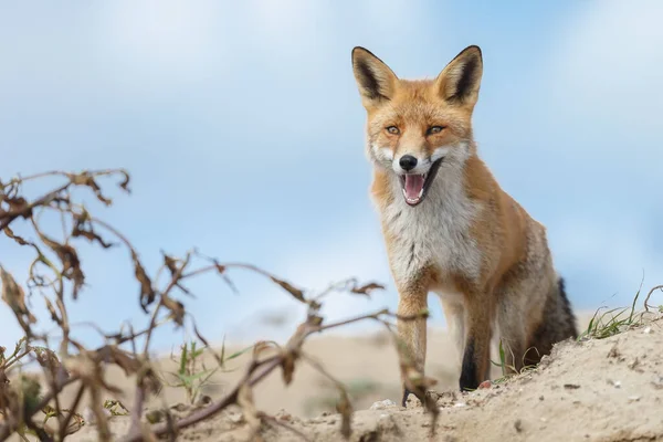 春の自然の中で赤狐 野生の概念 — ストック写真