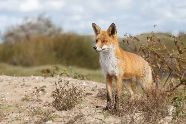 Raposa Vermelha Natureza Durante Primavera Conceito Selvagem — Fotografia de Stock