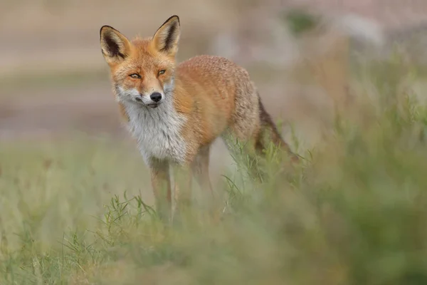 Red fox in nature during springtime, wildness concept