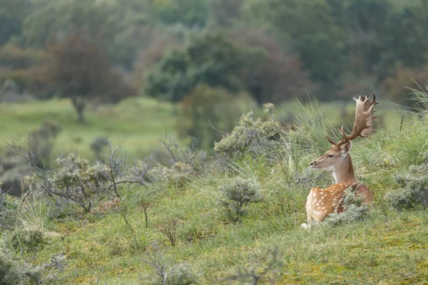 Daini Durante Stagione Riposo Concetto Natura Selvaggia — Foto Stock