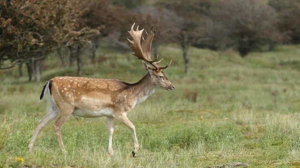 Azma mevsiminde düşen geyik, vahşilik kavramı.