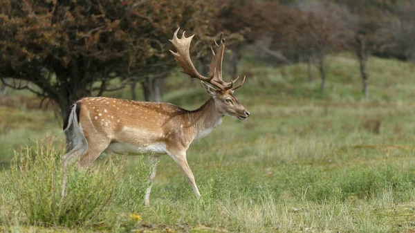 Daini Durante Stagione Riposo Concetto Natura Selvaggia — Foto Stock