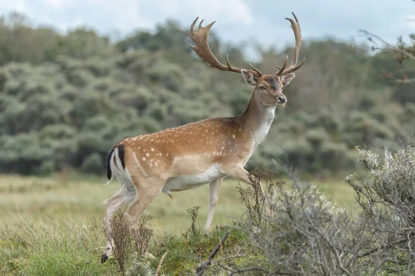 Damherten Tijdens Het Rutseizoen Wildheid Concept — Stockfoto