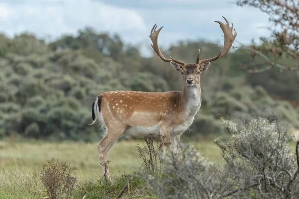 Azma mevsiminde düşen geyik, vahşilik kavramı.