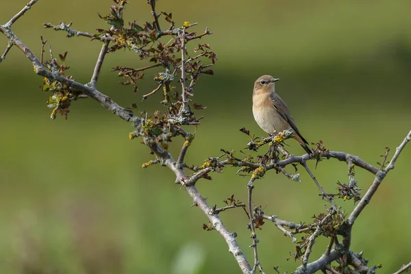 Dunnock Dalam Pengaturan Bagus Bernyanyi Konsep Keliaran Stok Foto