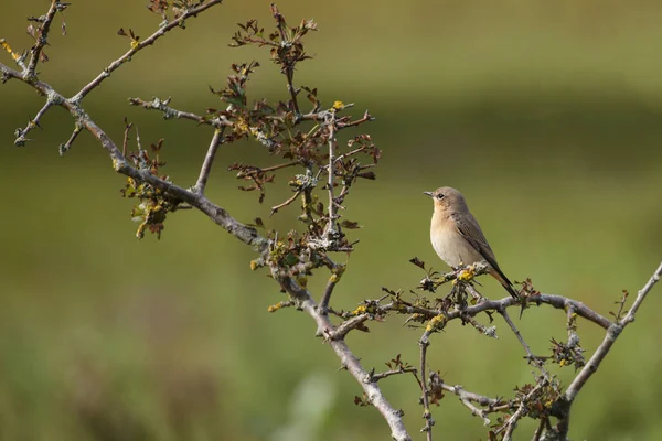 Dunnock Ambiente Agradable Cantando Concepto Salvajismo Imagen De Stock