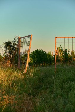 Çitleri zincirli kırık metal bir kapı açık duruyor, çimlerle kaplı. Arkasında, yeşil üzüm bağları sıcak sonbahar günbatımı ışığında yamaç boyunca uzanıyor ve huzurlu bir sonbahar atmosferi yaratıyor..