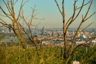 Kuru ağaç dallarından yeşil üzüm bağlarına uzanan yatay bir fotoğraf. Arka planda, Viyana ve Tuna 'nın sıcak sonbahar ışığı altındaki panoramik manzarası huzurlu mevsimsel atmosfer yaratıyor..
