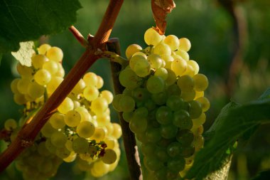 Olgun beyaz üzüm kümelerinin yatay yakın çekimi, sulu dokular, canlı renkler ve hasat mevsiminde güneşli, güneşli üzüm bağı atmosferi..