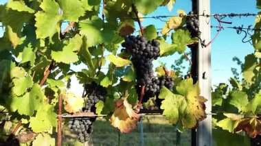 Sarmaşığa asılı kalın kırmızı üzüm kümeleri, parlak güneş ışığında parlıyor. Canlı yapraklar ve güneşli üzümler, konforlu, hasat esintili ve manzaralı bir üzüm bağı atmosferi yaratır..