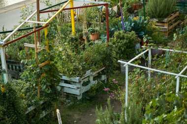 Ahşap kutularda yemyeşil bir şehir bahçesi manzarası. Çiçekler, kiraz domatesleri, lahana, biberiye ve daha fazla bitkinin karışımı, canlı bir sonbahar hasat sahnesi yaratır..