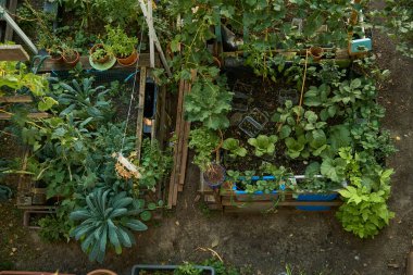 Taze marul, lahana, çilek, kişniş ve daha fazlası ile dolu ahşap ekicilerin canlı bir görüntüsü. Viyana 'da bahçıvanlık, mevsimlik yeşillikler ve sonbahar atmosferiyle dolu.
