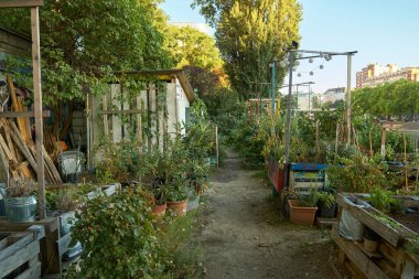 Viyana 'da güneşli bir şehir bahçesinin yatay görüntüsü. Sebzelerle, otlarla ve yeşilliklerle dolu ahşap ekiciler verimli bir sonbahar hasadı ve rahat bir şehir havası yaratıyor..