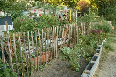 Viyana 'da küçük ahşap bir çitten şehir bahçesine bakın. Sonbahar çiçekleri, biberiye ve yeşil bitkilerle yükseltilmiş yataklar rahat bir hasat ve doğal atmosfer yaratıyor..