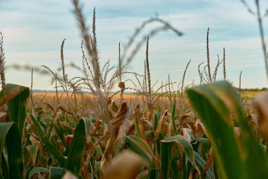 Yeşil, sarı yapraklı ve altın püsküllü geniş bir mısır tarlası manzarası. Yukarıda açık mavi gökyüzü, huzurlu tarım manzarası, güneşli sonbahar kırsal manzarası.