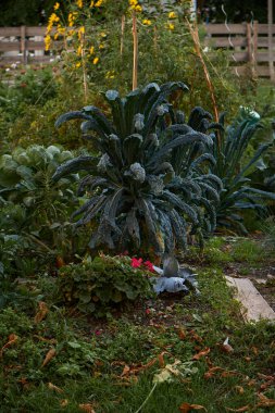 Sonbahar günışığında şehir bahçesinde, merkezinde büyük bir lahana çalısı, yanında canlı pembe bir sardunya, toprakta yetişen diğer bitki ve sebzelerle çevrili..
