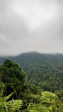 Yoğun tropikal orman dağları bulutlu bir günde yoğun sisle kaplıdır. Taze yeşil bitki örtüsü ile doğal manzara.