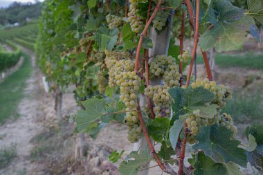 Sarmaşıklardan sarkan çok sayıda beyaz şarap üzümü kümesi ve arka planda yuvarlanan tepeler. Sayısız altın-yeşil demet olağanüstü verim göstermektedir karakteristik Piedmont manzarası manzaralı.