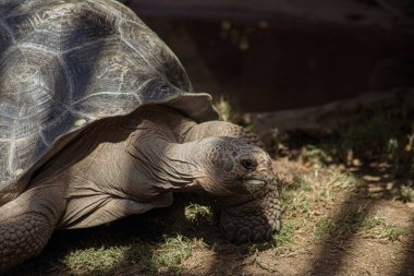 Doğal ortamdaki dev bir kaplumbağanın detaylı yakın çekimi belirgin kabuk şekillerini ve yıpranmış deri dokusunu gösteriyor. Antik sürüngen, karakteristik yavaş hareketini seyrek çimen arazisinde sergiliyor..