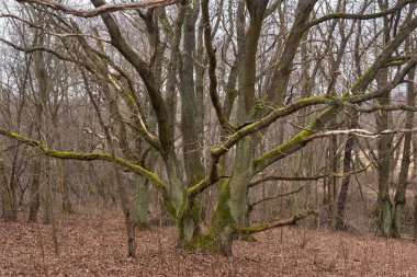 Eski ağaçlar vahşi orman alanı yosun kaplı.