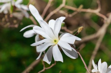 Bahar bahçe beyaz Manolya çiçek.