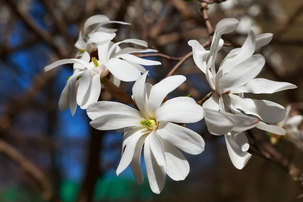 Magnolia Stellata Blanche Fleurs Dans Jardin Printemps — Photo