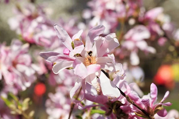 Magnolia Rose Fleurs Dans Jardin Printemps — Photo