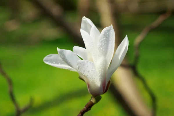 Magnolia Blanche Fleurie Avec Des Gouttes Rosée Dans Jardin Printemps — Photo