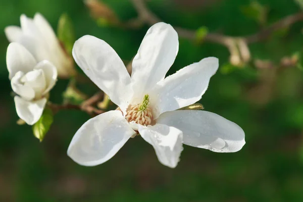 Magnolia Blanche Fleurs Dans Jardin Printemps — Photo