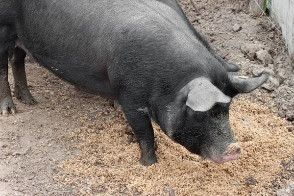 Schwarze Schweine Auf Einem Europäischen Bauernhof — Stockfoto