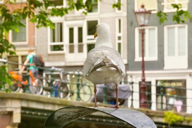Büyük Avrupa ringa balığı (Larus argentatus) bir çöp üzerinde martı bin olan Amsterdam, Hollanda tarihi kesiminde eski köprü yakınında.