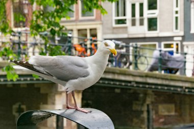 Büyük Avrupa ringa balığı (Larus argentatus) bir çöp üzerinde martı bin olan Amsterdam, Hollanda tarihi kesiminde eski köprü yakınında.