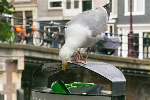 Stora Europeiska Gråtrut Larus Argentatus Papperskorg Bin Nära Gamla Broarna — Stockfoto