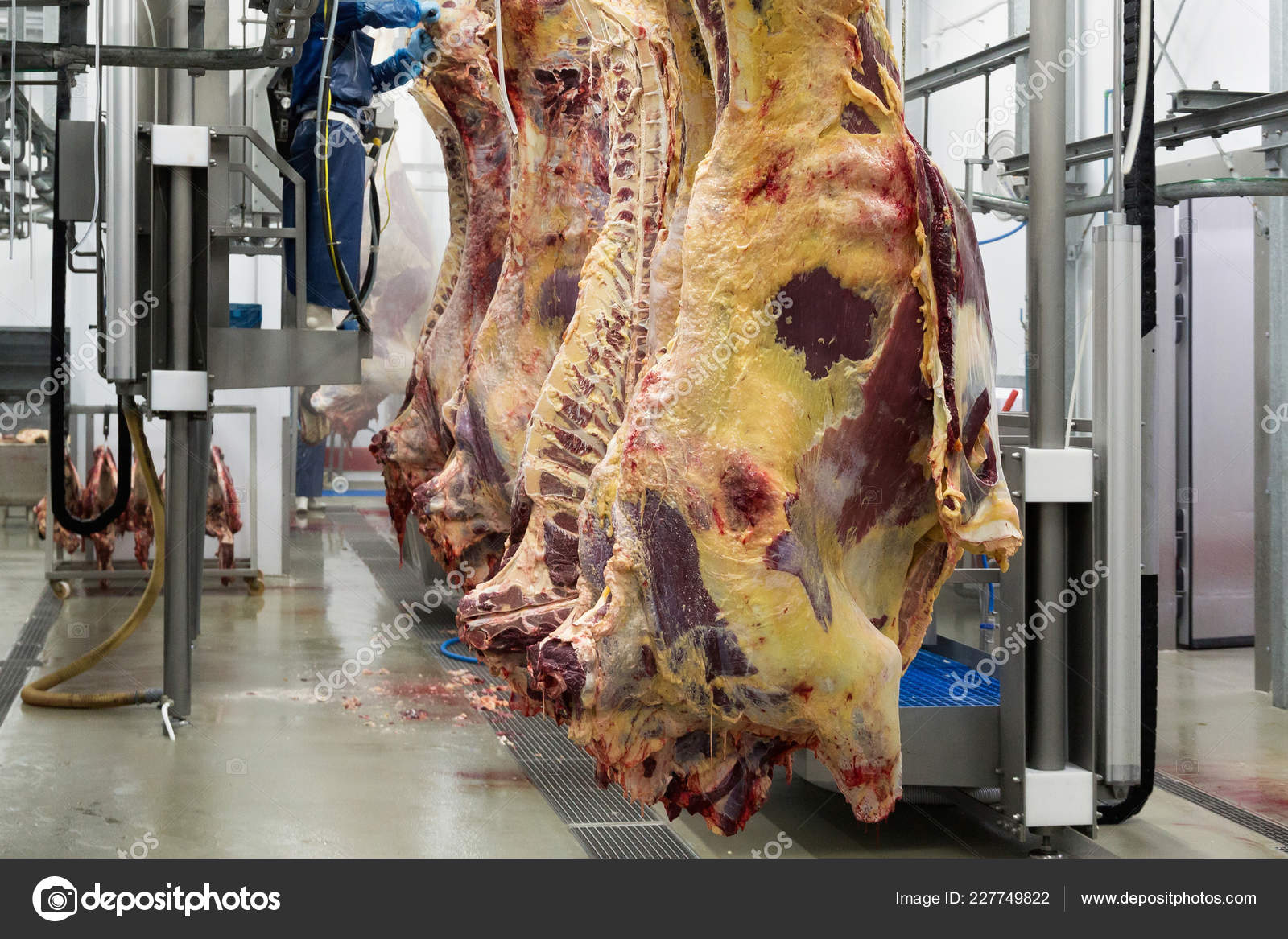 Freshly Slaughtered Cattle Hanging Hooks Meat Plant Stock Photo by  ©Kutredrig 227749822