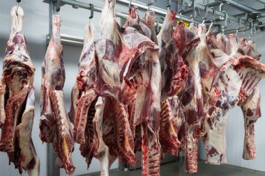 Freshly slaughtered halves of cattle hanging on the hooks in a refrigerator room of a meat plant for further food processing. clipart