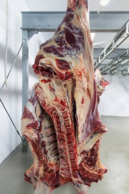 Taze kesilmiş kanca daha fazla gıda işleme için bir et bitkinin bir buzdolabı odasında asılı sığır yarısı.